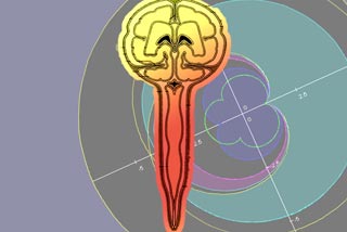 硬膜脳髄反射における検証と考察について